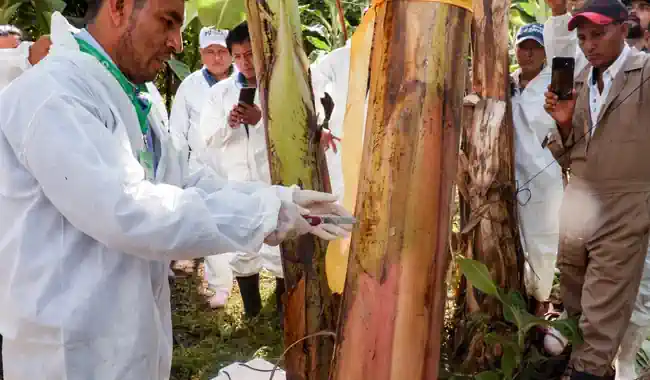 AGRICULTURA brinda acompañamiento permanente a las y los productores para proteger el cultivo de plátano