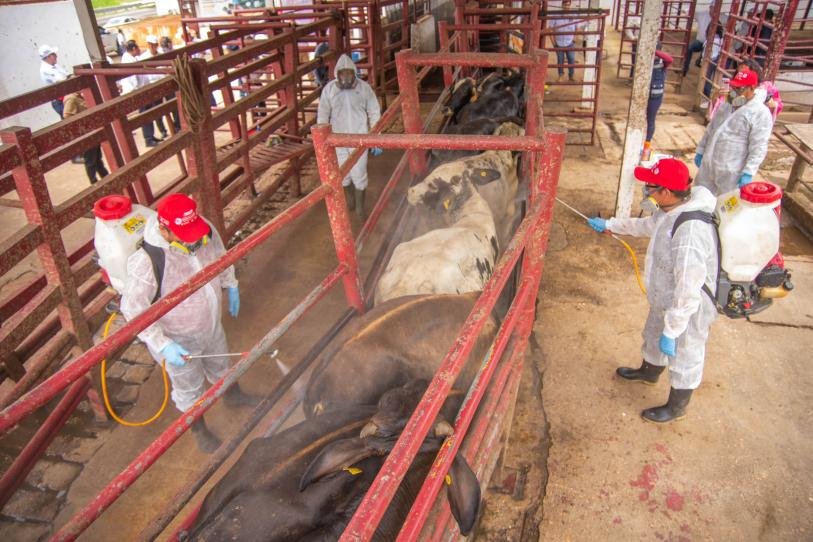 Sonora activa cerco sanitario por gusano barrenador previo a exportar a EU